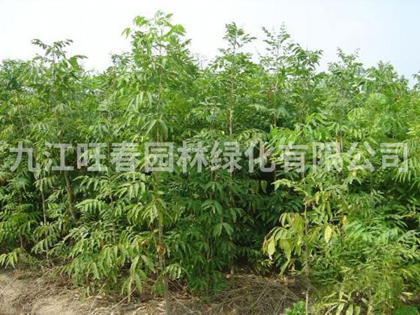 無患子